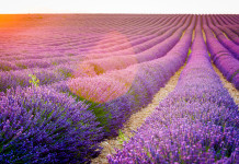 Cosa fare e vedere in Provenza: 18 luoghi da visitare Cosa vedere in Provenza