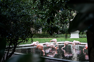 Villa Invernizzi e i fenicotteri rosa a Milano