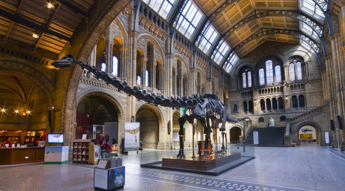 Il Museo di Storia Naturale a Londra