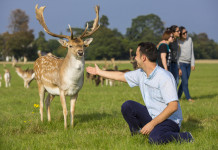 Phoenix Park a Dublino Phoenix Park a Dublino