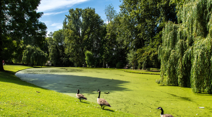 Parchi, giardini e zone verdi di Bruxelles