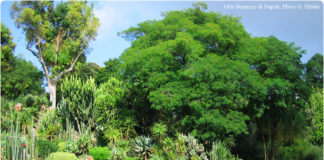 L’Orto Botanico di Napoli L'Orto Botanico di Napoli