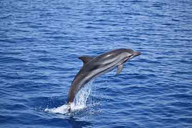 I delfini del JDC